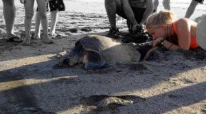 Kilpikonna ja ICYE-vapaaehtoisytöntekijä Suvi rannalla Costa Ricassa.