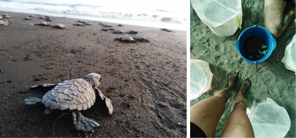 Kahden kuvan kollaasissa vasemmalla kilpikonnia suuntaamassa rannalta veteen, oikealla jalkoja ja sanko hiekalla ylhäältä päin kuvattuina.