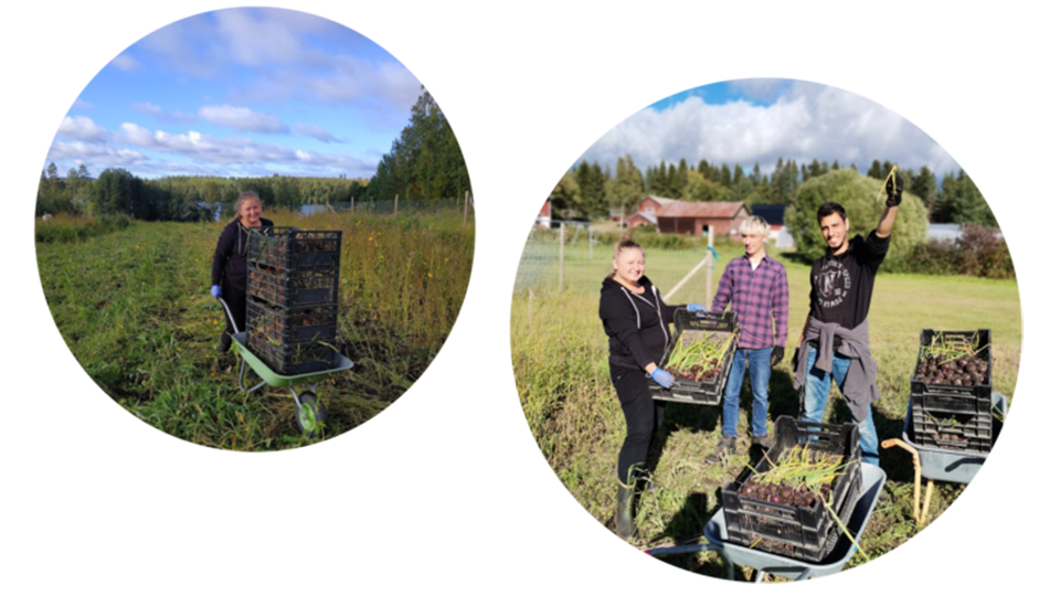 Kahden kuvan kollaasi, joissa nuoria työskentelemässä pellolla. A collage of two photos, in both of them young people working in a field.