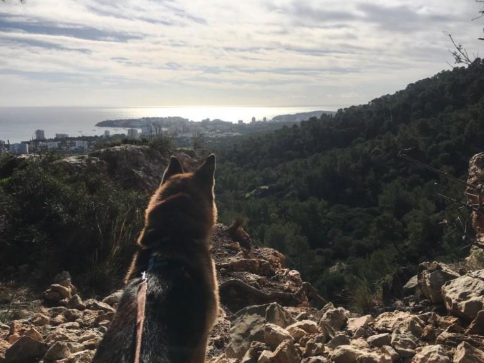 A dog sitting their back towards the camera in front of a landscape with water, buildings on the shore and plants in a mountainous view.