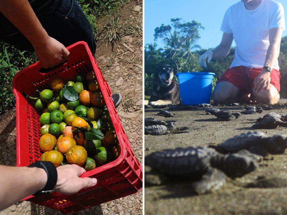 Two photos: on the left, people carrying a basket with fruit in it; on the right a person, a dog, and turtles on a beach.