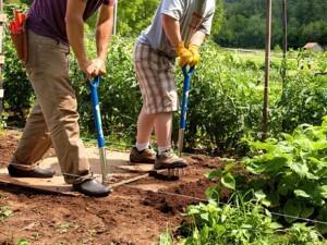 Two people digging the ground in a garden.