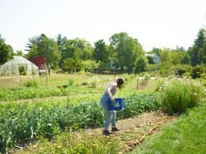 A person carrying a plastic basket on a plot on a sunny day.