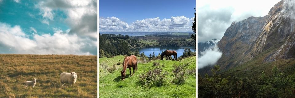 Tre bilder: Till vänster två får. I mitten två hästar. Till höger ett bergslandskap.